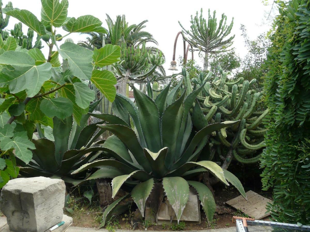 Villa Yucca Avola Exteriör bild